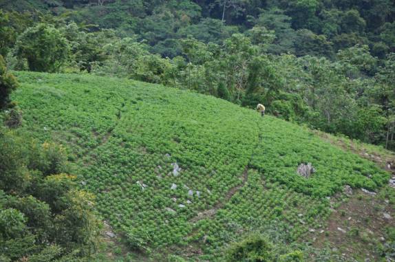 Pequena plantação no sopé do El Tucuche, a segunda mais alta montanha da ilha de Trinidad